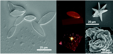 Graphical abstract: “Installation art”-like hierarchical self-assembly of giant polymeric elliptical platelets