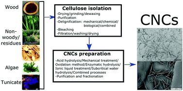 Graphical abstract: Recent progress in cellulose nanocrystals: sources and production