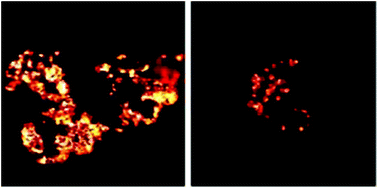 Graphical abstract: Direct visualization of carbon nanotube degradation in primary cells by photothermal imaging