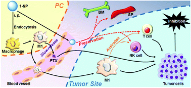 Graphical abstract: Paclitaxel nanoparticle awakens immune system to fight against cancer