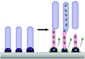 Graphical abstract: Fingerprinting seamless single-walled carbon nanotube junctions via the migration of encapsulated N2 molecules from bottom to top: are arrays of VA-SWNTs continuous?