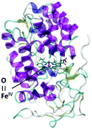 Graphical abstract: Insights into structure and redox potential of lignin peroxidase from QM/MM calculations