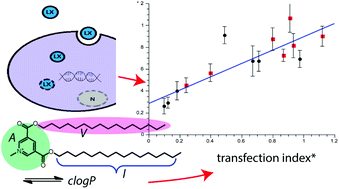 Graphical abstract: Structure–activity correlation in transfection promoted by pyridinium cationic lipids