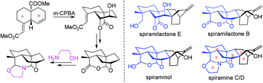 Graphical abstract: A bio-inspired synthetic route to the core ring systems of Spiraea atisine-type diterpenoid alkaloids and related diterpenes