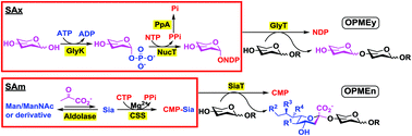 Graphical abstract: One-pot multienzyme (OPME) systems for chemoenzymatic synthesis of carbohydrates