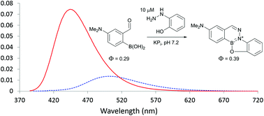 Graphical abstract: Comparison of boron-assisted oxime and hydrazone formations leads to the discovery of a fluorogenic variant