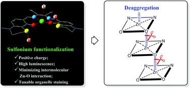 Graphical abstract: Cationic sulfonium functionalization renders Znsalens with high fluorescence, good water solubility and tunable cell-permeability