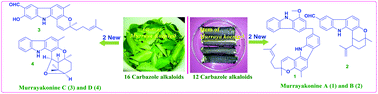 Graphical abstract: Four new carbazole alkaloids from Murraya koenigii that display anti-inflammatory and anti-microbial activities