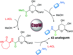 Graphical abstract: A biocatalytic approach to capuramycin analogues by exploiting a substrate permissive N-transacylase CapW