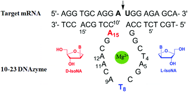 Graphical abstract: Spatial conservation studies of nucleobases in 10–23 DNAzyme by 2′-positioned isonucleotides and enantiomers for increased activity