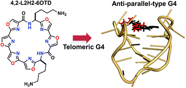 Graphical abstract: Design and synthesis of unsymmetric macrocyclic hexaoxazole compounds with an ability to induce distinct G-quadruplex topologies in telomeric DNA