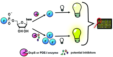 Graphical abstract: A fluorescent HTS assay for phosphohydrolases based on nucleoside 5′-fluorophosphates: its application in screening for inhibitors of mRNA decapping scavenger and PDE-I