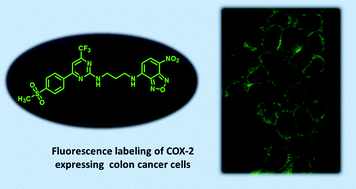 Graphical abstract: Pyrimidine-based fluorescent COX-2 inhibitors: synthesis and biological evaluation