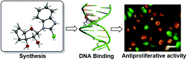 Graphical abstract: Antiproliferative activity of bicyclic benzimidazole nucleosides: synthesis, DNA-binding and cell cycle analysis