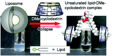 Graphical abstract: Different stabilities of liposomes containing saturated and unsaturated lipids toward the addition of cyclodextrins