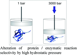 Graphical abstract: Use of hydrostatic pressure for modulation of protein chemical modification and enzymatic selectivity