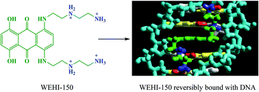 Graphical abstract: Reversible and formaldehyde-mediated covalent binding of a bis-amino mitoxantrone analogue to DNA