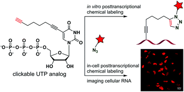 Graphical abstract: A clickable UTP analog for the posttranscriptional chemical labeling and imaging of RNA