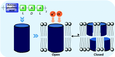 Graphical abstract: Cation–halide transport through peptide pores containing aminopicolinic acid