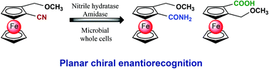 Graphical abstract: Enantiorecognition of planar “metallocenic” chirality by a nitrile hydratase/amidase bienzymatic system