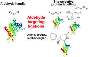 Graphical abstract: Site-selective incorporation and ligation of protein aldehydes