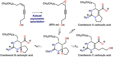 Graphical abstract: Asymmetric synthesis of crambescin A–C carboxylic acids and their inhibitory activity on voltage-gated sodium channels