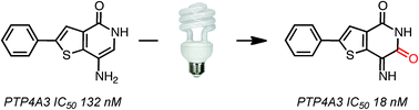 Graphical abstract: Photooxygenation of an amino-thienopyridone yields a more potent PTP4A3 inhibitor