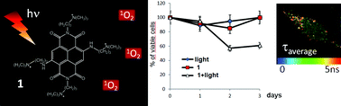 Graphical abstract: A bimodal fluorescent and photocytotoxic naphthalene diimide for theranostic applications