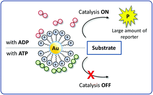 Graphical abstract: Catalytic signal amplification for the discrimination of ATP and ADP using functionalised gold nanoparticles