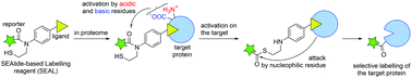 Graphical abstract: Labelling of endogenous target protein via N–S acyl transfer-mediated activation of N-sulfanylethylanilide