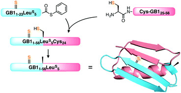 Graphical abstract: Chemoselective modifications for the traceless ligation of thioamide-containing peptides and proteins