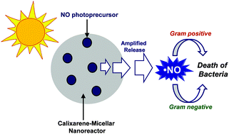 Graphical abstract: A bactericidal calix[4]arene-based nanoconstruct with amplified NO photorelease