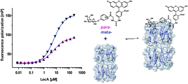 Graphical abstract: Development and optimization of a competitive binding assay for the galactophilic low affinity lectin LecA from Pseudomonas aeruginosa