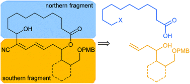 Graphical abstract: Truncated borrelidin analogues: synthesis by sequential cross metathesis/olefination for the southern fragment and biological evaluation
