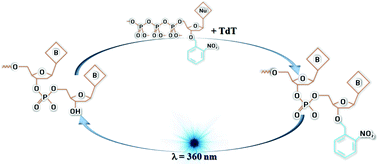 Graphical abstract: Photo-cleavable nucleotides for primer free enzyme mediated DNA synthesis