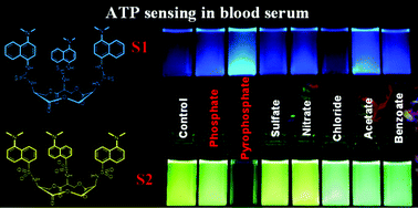 Graphical abstract: Detection and quantification of ATP in human blood serum