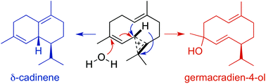 Graphical abstract: The amino-terminal segment in the β-domain of δ-cadinene synthase is essential for catalysis