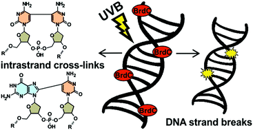 Graphical abstract: 5-Bromo-2′-deoxycytidine—a potential DNA photosensitizer