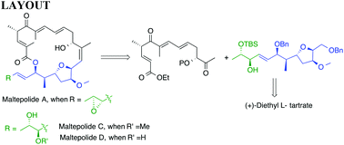 Graphical abstract: A facile approach for the synthesis of C13–C24 fragments of maltepolides A, C and D