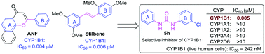 Graphical abstract: Biphenyl urea derivatives as selective CYP1B1 inhibitors