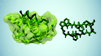 Graphical abstract: Flexibility is important for inhibition of the MDM2/p53 protein–protein interaction by cyclic β-hairpins