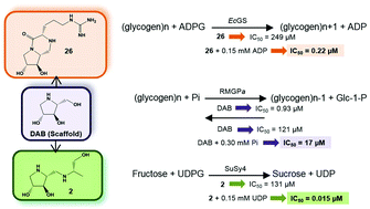 Graphical abstract: Inhibitory properties of 1,4-dideoxy-1,4-imino-d-arabinitol (DAB) derivatives acting on glycogen metabolising enzymes