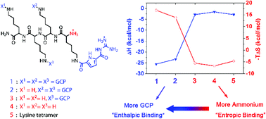 Graphical abstract: Introduction of a tailor made anion receptor into the side chain of small peptides allows fine-tuning the thermodynamic signature of peptide–DNA binding