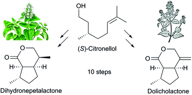 Graphical abstract: A general approach to iridoids by applying a new Julia olefination and a tandem anion-radical-carbocation crossover reaction