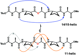 Graphical abstract: Helical α/β-depsipeptides with alternating residue types: conformational change from the 11-helix to the 14/15-helix