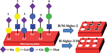 Graphical abstract: Screening of Neu5Acα(2–6)gal isomer preferences of siglecs with a sialic acid microarray