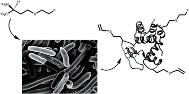 Graphical abstract: Intriguing cellular processing of a fluorinated amino acid during protein biosynthesis in Escherichia coli