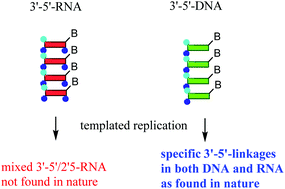 Graphical abstract: Evolution of specific 3′-5′-linkages in RNA in pre-biotic soup: a new hypothesis