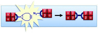 Graphical abstract: Strain-promoted azide–alkyne cycloaddition for protein–protein coupling in the formation of a bis-hemoglobin as a copper-free oxygen carrier