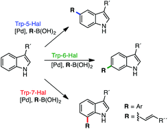 Graphical abstract: Structure and biocatalytic scope of thermophilic flavin-dependent halogenase and flavin reductase enzymes